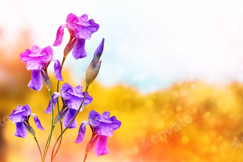 Preview: Bright Colorful Iris Flowers On A Background Of The Spring Landscape.