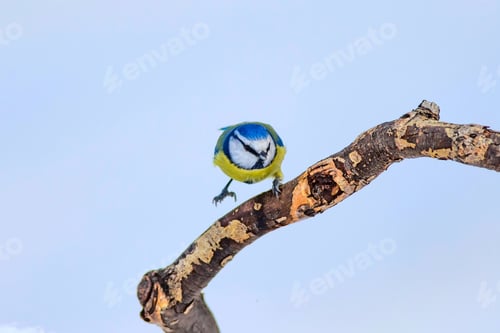 Preview: Cute Bird And Winter. White Snow Background. Bird: Eurasian Blue Tit. Cyanistes Caeruleus.