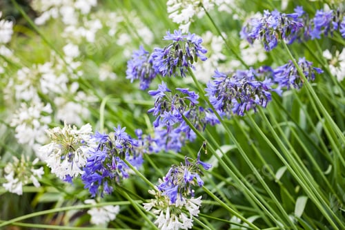 Preview: Agapanthus Campanulatus - Beautiful Flowers In Kew Gardens, London