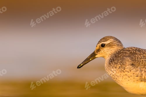 Preview: Cute Water Bird. Yellow Nature Background.