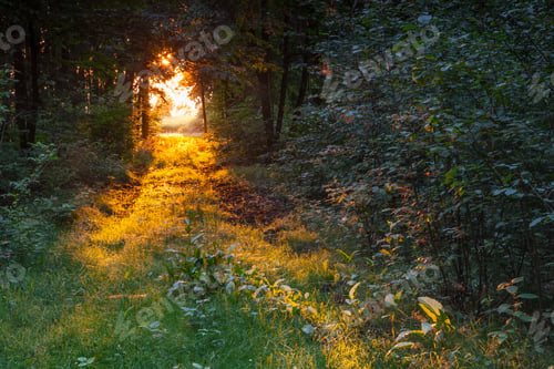 Preview: Path In Wood In Golden Morning Light