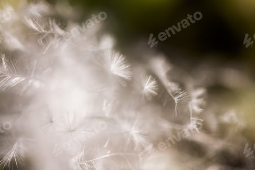 Preview: Fluffy Dried Seed From A Wild Plant - In The Field With Natural Background