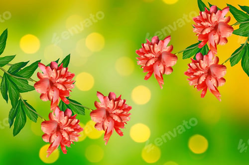 Vista previa: Bright Colorful Flowers Peonies On The Background Of The Summer Landscape.
