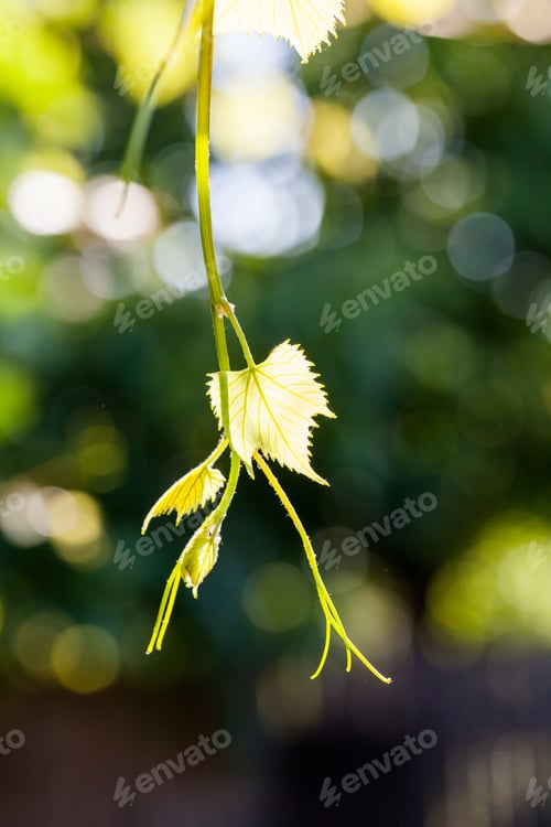 Preview: Green Abstract With Leaf Texture