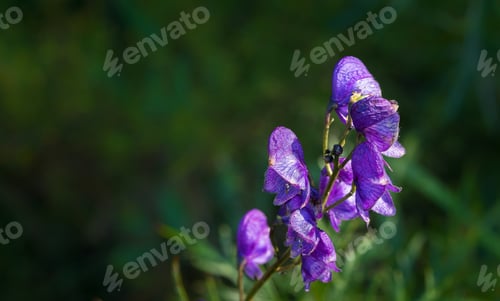 Preview: Purple Flowers In The Mountains