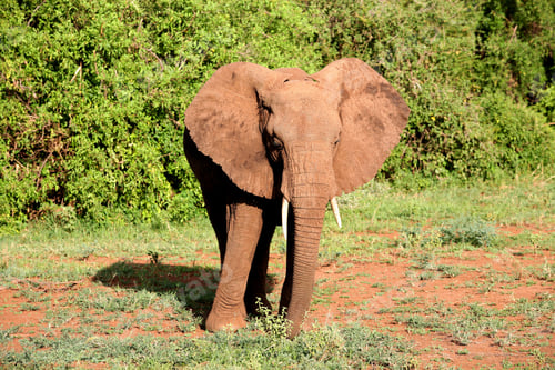 Preview: African Elephant In Lake Manyara National Park, Tanzania