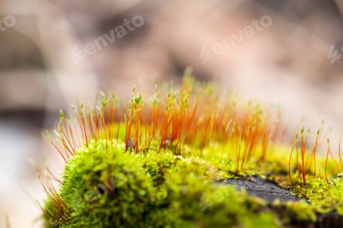 Preview: Abstract, Colorful Composition With Blurred Moss Flowers In Spring