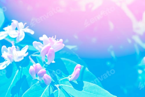 Preview: Blossoming Branch Cherry. Bright Colorful Spring Flowers. Beautiful Nature Scene