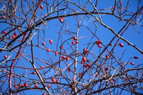 Preview: Dog Rose (Rosa Canina) Bush Against Blue Sky