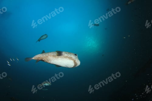 Preview: Porcupinefish Puffer Fish