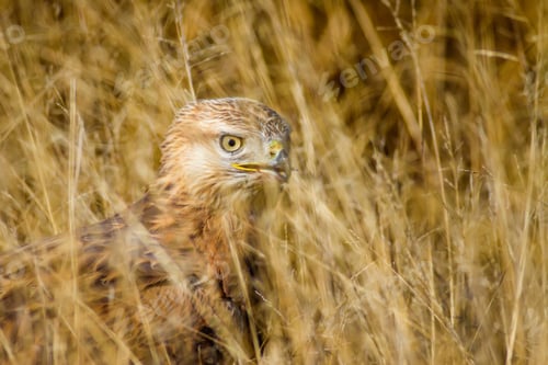 Preview: Bird Of Prey. Yellow Nature Background. Bird: Long Legged Buzzard. Buteo Rufinus.