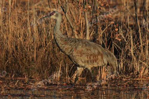 Preview: Sandhill Crane Bosque Del Apache Wildlife Reserve New Mexico Usa
