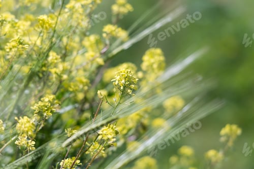 Preview: At Ein Afek Nature Reserve, Israel