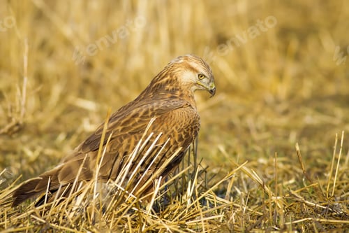 Preview: Wild Bird Buzzard And Dry Grass Long-Legged Buzzard / Buteo Rufinus