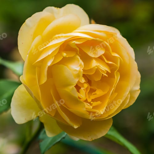 Preview: Beautiful Yellow Roses On A Natural Background. Growing Roses In The Garden. Yellow Rose Flowers On