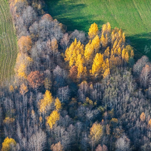 Preview: Aerial View Over The Colourful Trees And Fields In Autumn