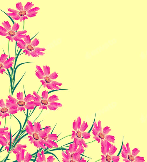 Preview: Cosmos Flowers Isolated On Yellow Background. Beautiful Spring Flowers