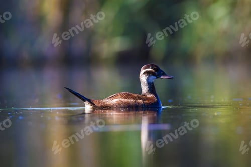 Preview: Duck Swimming In Lake. White Headed Duck White Headed Duck Oxyura Leucocephala