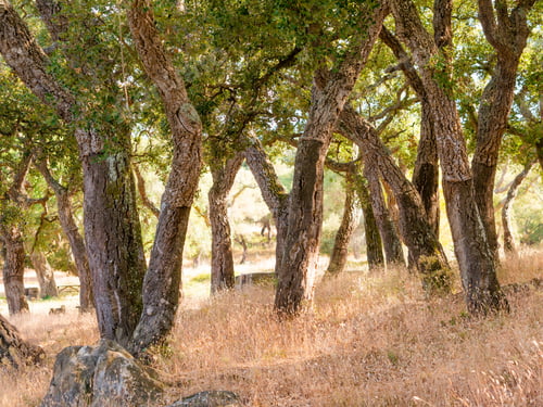 Preview: Big Cork Oaks In The Andalusian Countryside. During Summer, "Parque De Los Alcornocales"