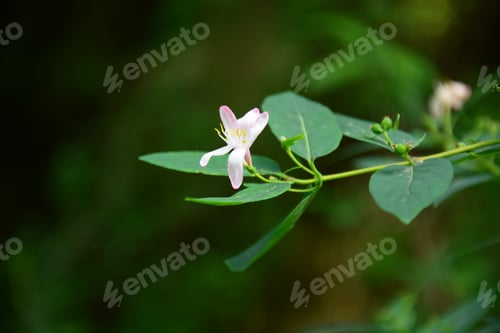 Preview: Lonicera Tatarica (Tartarian Honeysuckle)