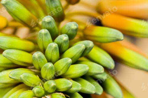 Preview: Aloe Vera Flower With Details