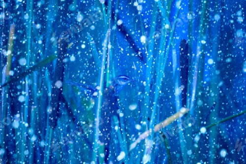 Preview: Winter Season And Nature. Falling Snow. Blue Nature Background.