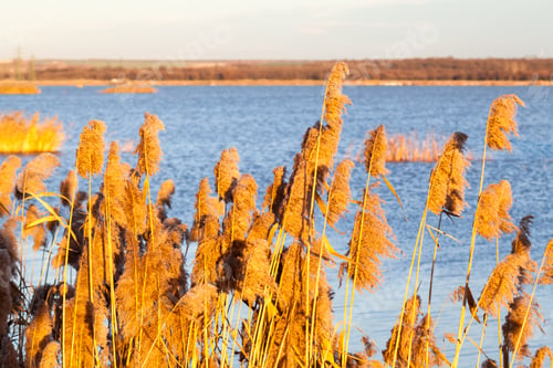 Preview: Landscape With Waterline, Reeds Birds And Vegetation At Sunset