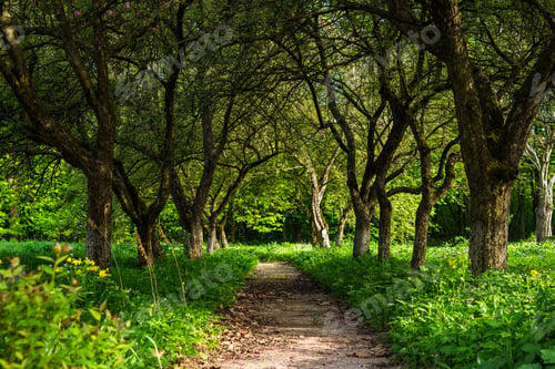 Preview: Thin Trail Near The Lawn In The Shade Of Fruit Trees Of Green Garden