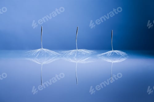 Preview: Dandelion Seeds With Details And Reflexion