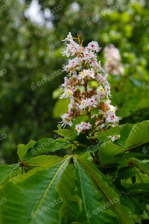 Preview: Inflorescences Of Wild Chestnut. Wild Chestnuts Tree In Spring Blossom