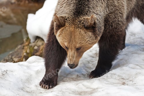 Preview: Brown Bear (Ursus Arctos)