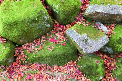 Preview: Autumn Leaves In Japan - Red Momiji Leaves (Maple Tree) In Kyoto.
