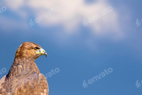 Preview: Bird Portait. Bird Of Prey. Blue Sky Background.