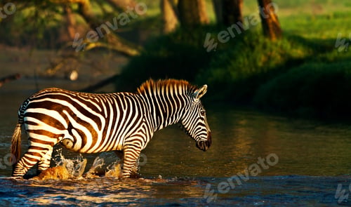 Preview: Zebra Crossing A River In The Lake Nakuru National Park, Kenya