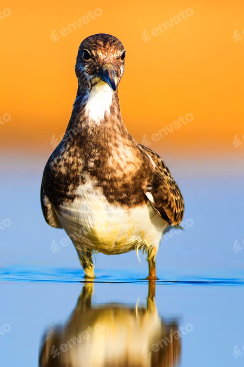 Preview: Cute Water Bird. Nature Background. Ruddy Turnstone / Arenaria Interpres