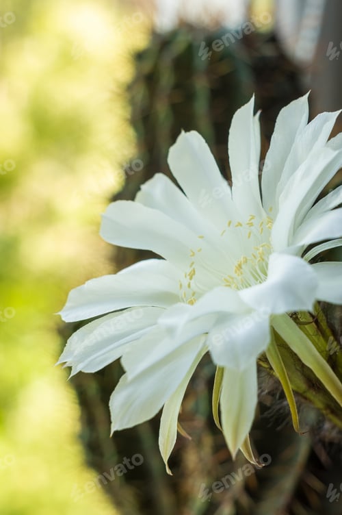 Preview: White Cactus Flower in Bloom Close Up View