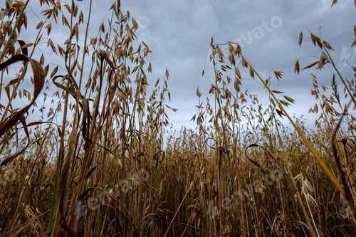 Preview: Cultivated Wheat Field In Summer Under Blue Sky In Countryside
