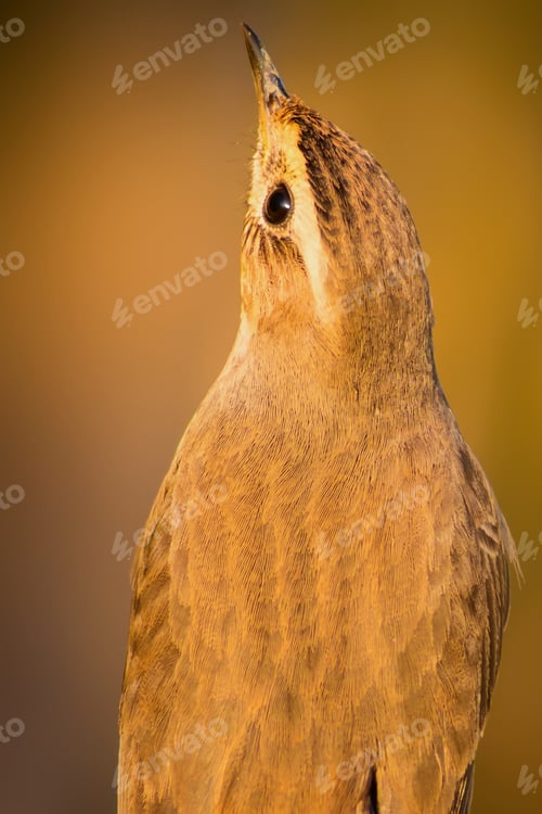 Preview: Cute Little Bird. Yellow Nature Background.