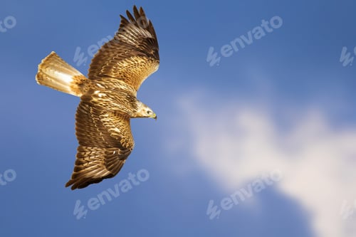 Preview: Bird Of Prey. Isolated Bird. Blue Sky Background. Long Legged Buzzard. Buteo Rufinus.
