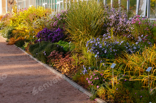 Preview: Flowers In The Autumn Garden. Flowering Perennials In The Garden Or Park