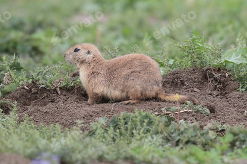 Preview: Black Tailed Prairie Dog First Peoples Buffalo Jump State Park Montana Usa