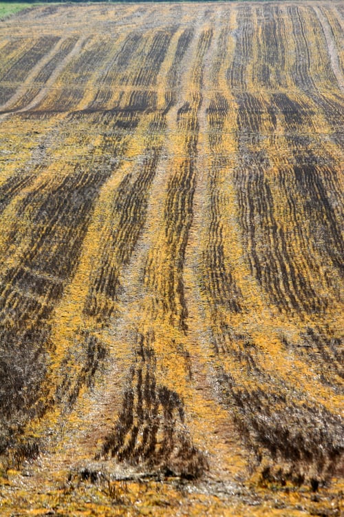 Preview: Field In Winter