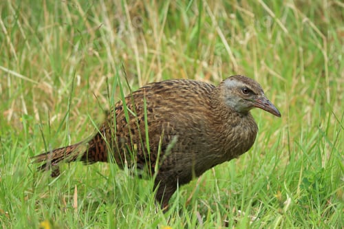 Preview: Weka, A Flightless Bird Native To New Zealand