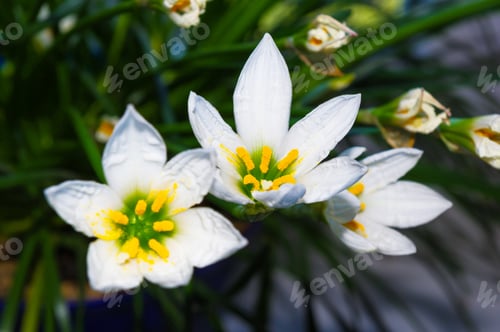 Preview: Decorative White Flower Rain Lily (Zephyranthes Grandiflora) On Blurred Background Closeup