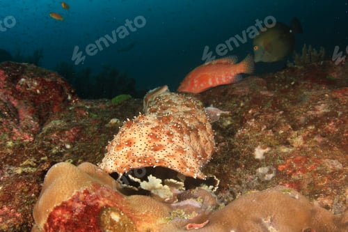 Preview: Sea Cucumber