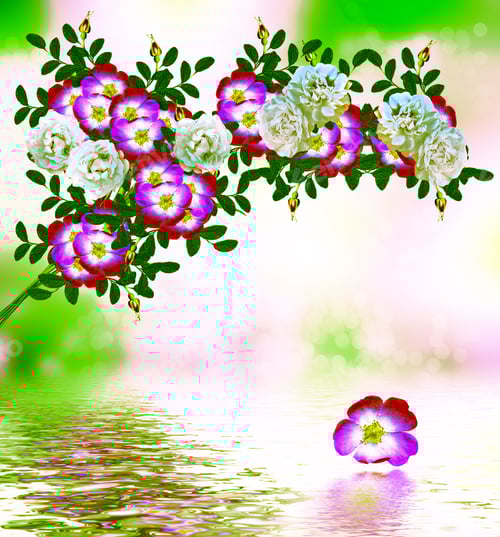 Preview: Floral Reflections with White and Pink Flowers