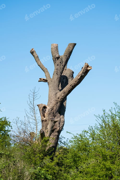 Preview: Big Tree With Branches Pruned