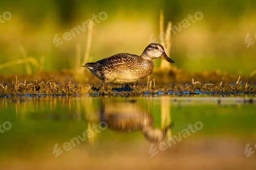Preview: Cute Duck. Yellow Green Nature Background.