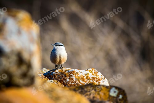 Preview: Cute Little Bird. Nature Background. Common Bird