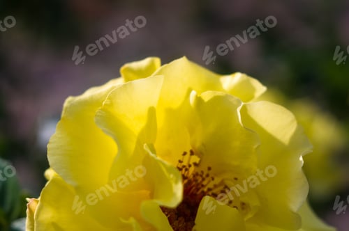 Preview: Yellow Rose Flower. Nature. Close Up, Selective Focus